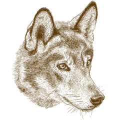 engraving antique illustration of wolf head