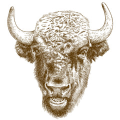engraving antique illustration of bison head
