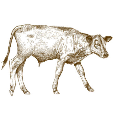 engraving  illustration of calf