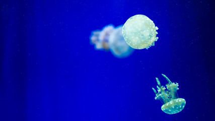 Naklejka na ściany i meble A glowing blue jellyfish against a deep blue background