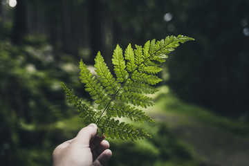 Ein Blatt Farn in der Hand im mystischen Wald