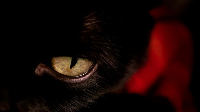 Cinematic macro shot of a black cat's yellow eyes
