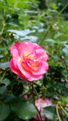 Pink Roses in a summer season