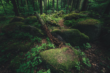 Dunkle mystische Wald Stimmung im Harz