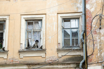 Fototapeta na wymiar dog waiting on window