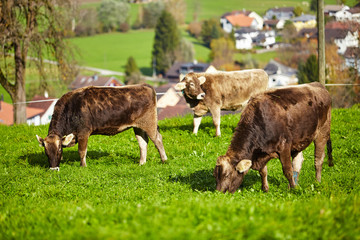 cows at summer green field. Cow on a summer pasture