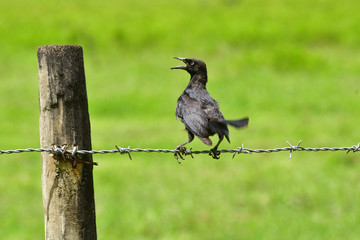 GREATER ANTILLEAN GRACKLE