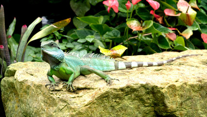 Chinese Water Dragon
