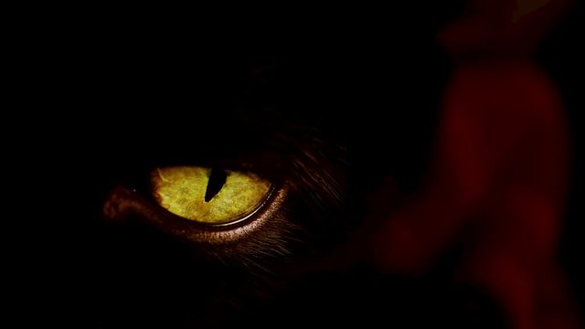 Cinematic macro shot of a black cat's yellow eyes