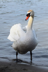 Obraz premium Lonely white swan on a clean lake
