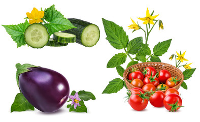 Collection of  vegetables isolated on white