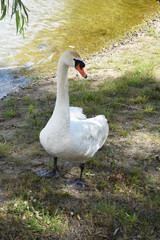 Lonely white swan on a clean lake