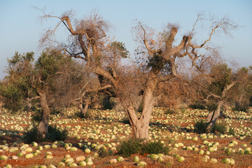 Cultivation of watermelons among olive trees