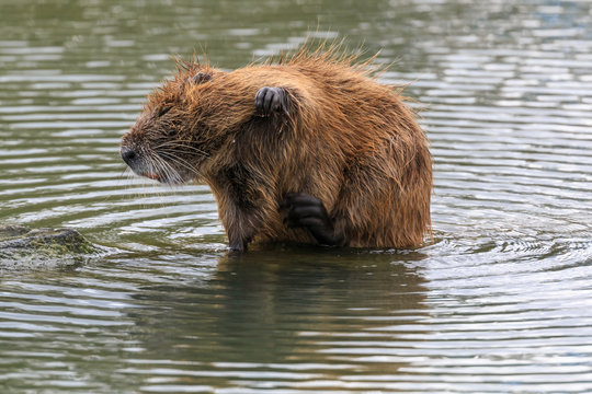 The muskrat (Ondatra Zibethica) grooming its fur in the water in Camargue national park, France