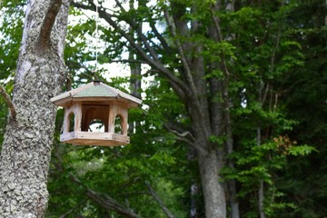 Fototapeta na wymiar Photo of homemade wooden birdhouse in the forest.