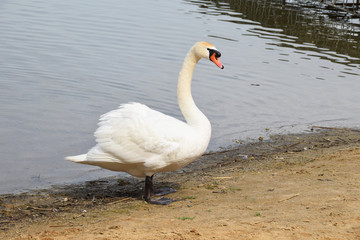 Lonely white swan on a clean lake