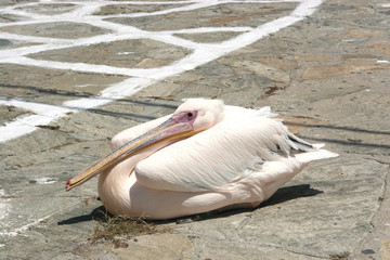 Pink pelican is a symbol of the island of Mykonos