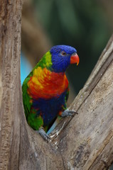 Loriquet Multicolore