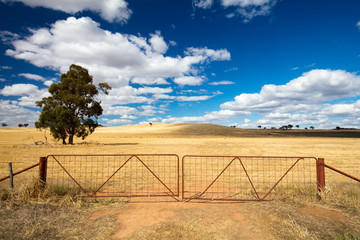Wheat Fields in Moolort Plains