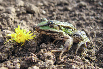 Close-up of green frog with flower. Edible frog. The beautiful amphibian beside yellow bloom. Perhaps a fairy tale prince.