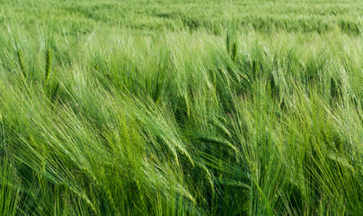 Close-up of green barley field in the wind. Hordeum vulgare. Wavy cornfield with lush cereal spikes and thick awns. Beautiful spring background. Idea of agriculture, farming, alternative medicine.