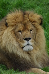 Obraz na płótnie Canvas Portrait de Lion