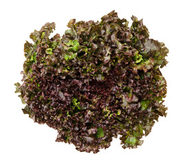 Batavia Red lettuce from above over white. Also summer or French crisp. Loose-leaf lettuce. Reddish green salad head with crinkled leafs and wavy leaf margin. Variety of Lactuca sativa. Closeup photo. - obrazy, fototapety, plakaty