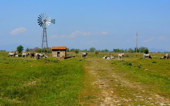 mucche maremmane