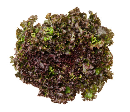 Batavia Red lettuce from above over white. Also summer or French crisp. Loose-leaf lettuce. Reddish green salad head with crinkled leafs and wavy leaf margin. Variety of Lactuca sativa. Closeup photo.
