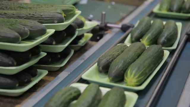 Green cucumbers on flat trays moves on conveyor belt in workshop. On plastic base lie three oblong fetuses and slowly transfer to next stage of production. Fresh cucumbers quickly lose moisture