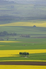 bouquet d'arbres et colza en fleurs