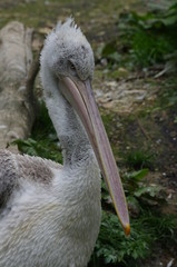 Portrait de pélican