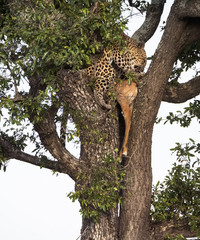 Fototapeta na wymiar Leopard in Tree Eating Prey