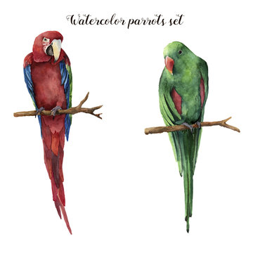 Watercolor parrots. Hand painted red-and-green macaw and red-winged parrot isolated on white background. Nature illustration with bird. For design, print or background