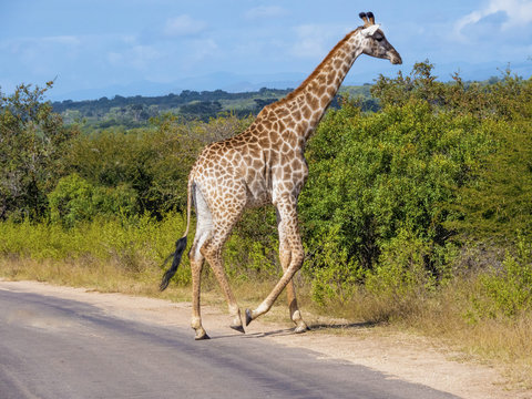 Giraffe Crossing the Road