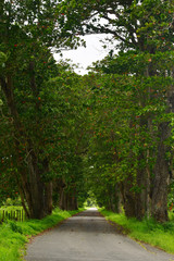 TREES AND ROAD