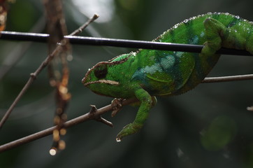 Caméléon vert sur une branche