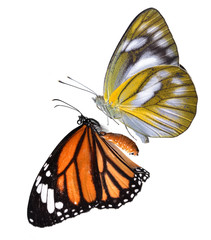 Butterflies isolated on white background