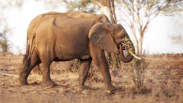 Elephants Walking and Grazing in South Africa