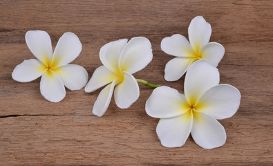 Obraz na płótnie Canvas White plumeria flower on Wood