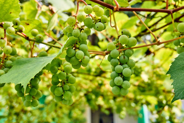 Fototapeta na wymiar bunch of white grapes in garden. ripening grape clusters on the vine