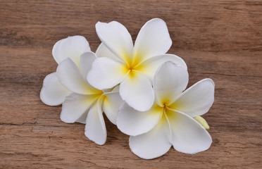 Obraz na płótnie Canvas White plumeria flower on Wood