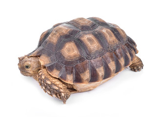 Turtles isolated on white