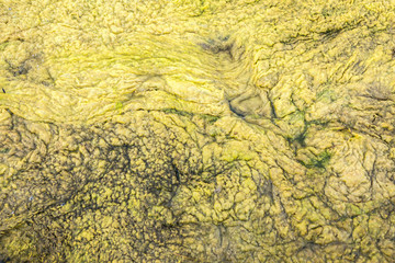 Amazing texture of algae
