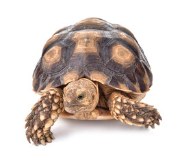 Turtles isolated on white