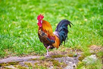 rooster on green nature background