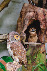 Spotted wood-owls sitting on a tree in Kuala Lumpur Bird park, Malaysia. This small owl which breeds in tropical Asia. A common resident of open habitats including farmland and human habitation