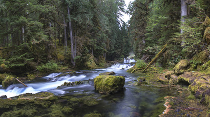 Oregon forest river