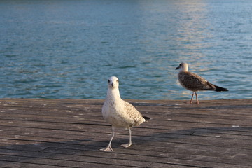 Goéland face à la mer