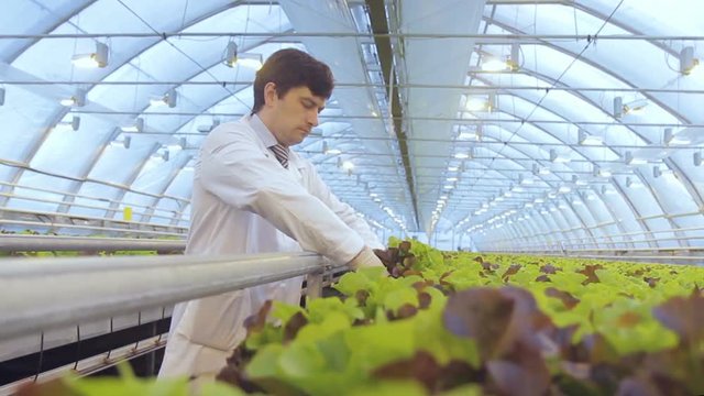 Specialist inspects lettuce and taking notes on the computer. Expert industrial greenhouses in a white coat takes the pot with a plant from the shelves for hydroponics and carefully looks at the